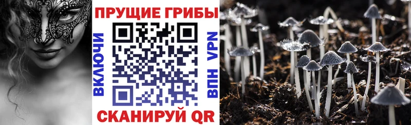 Галлюциногенные грибы мицелий darknet какой сайт Карабаново